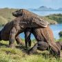 Komodo Dijual Ke Luar Negeri, Ini Sikap Tegas Pemprov NTT