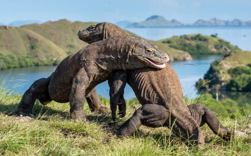 Komodo Dijual Ke Luar Negeri, Ini Sikap Tegas Pemprov NTT