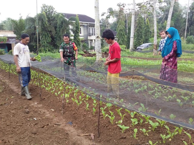 Babinsa Petaling Serma Suparyadi Bimbing & Motivasi Petani Sayur Sawi