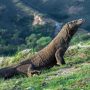 BBKSDA NTT Kembalikan 6 Ekor Komodo dari Jawa Timur ke Flores Utara
