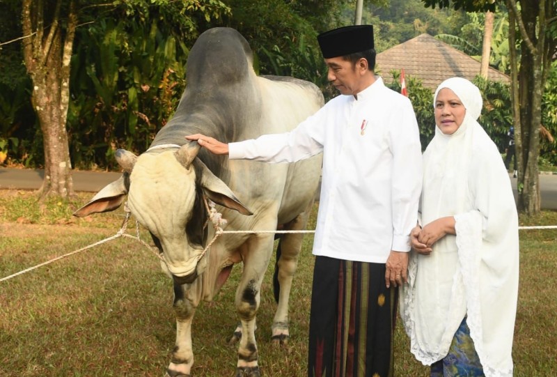 Salat Iduladha 1440H, Presiden Jokowi Serahkan Sapi Ongole seberat 1,2 ton