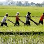 Sejahterakah Petani Padi di Jawa Timur?
