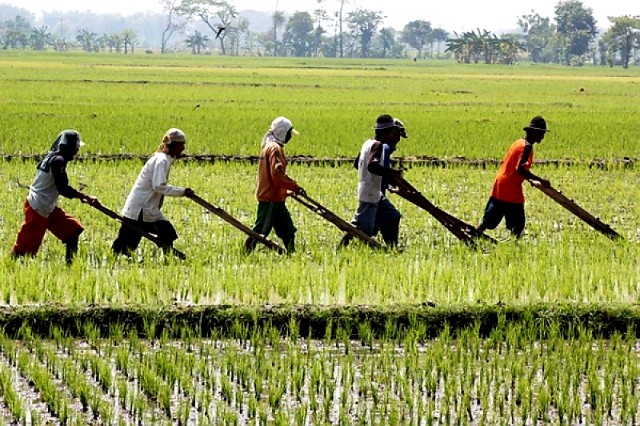 Sejahterakah Petani Padi di Jawa Timur?