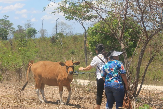 ‘Field Trip HITPI’, Wadah Studi Komparasi Lahan Kering Potensial di NTT
