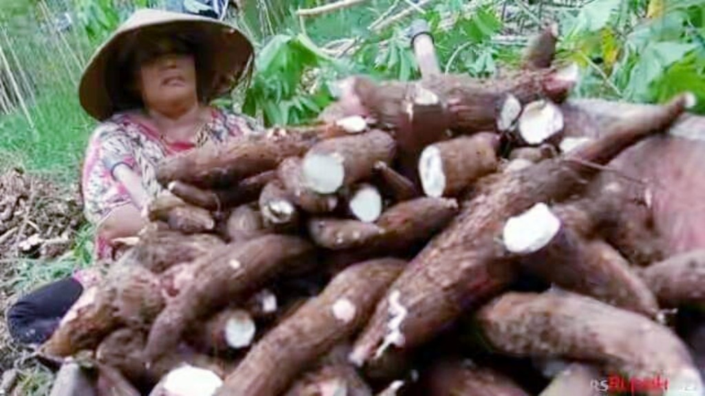 Wanita Tangguh Penjual Singkong
