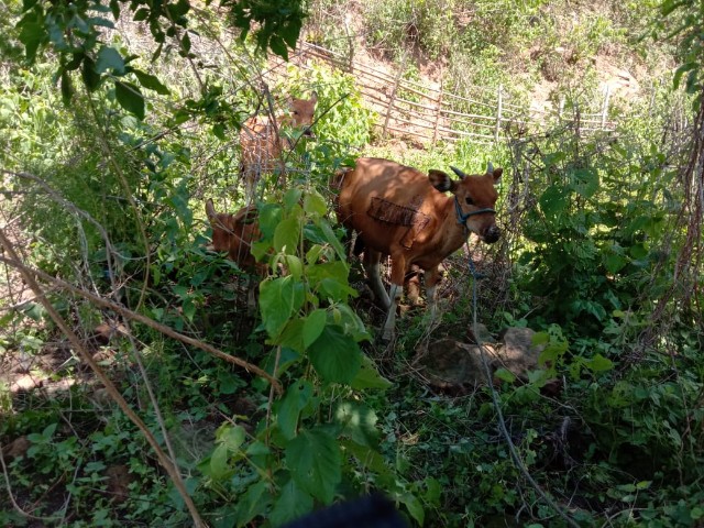 19 Ekor Sapi Dicuri di Belu, Polisi Minta Pemilik Cari Sendiri