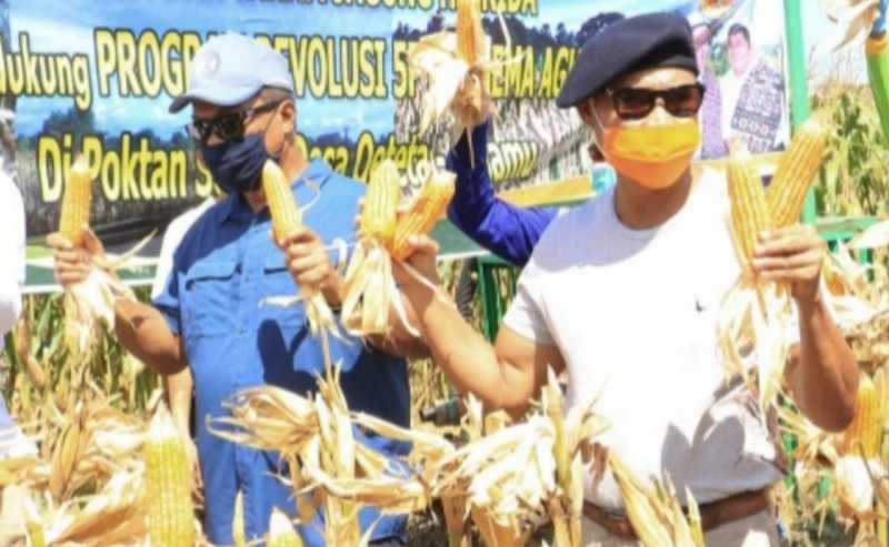 Panen Jagung Program TJPS di Kab. Kupang, Gubernur NTT: Belajar dari Kisah Yesus