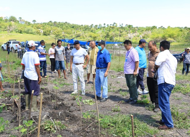 Gubernur VBL : Jepang Minta 40 Ton Bubuk Kelor Setiap Minggu