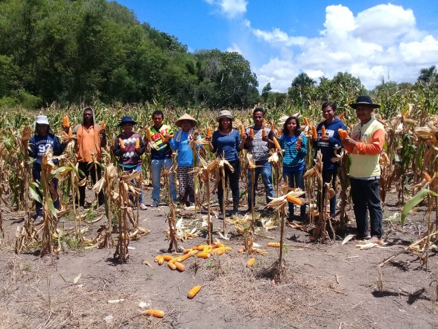 Kelompok Tani Program TJPS ‘Lestari Indah’ Belu Panen Raya Jagung