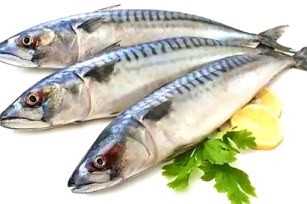 Ahli Gizi Triyani : Ikan Kembung Kaya Akan Omega 3 Gantikan Ikan Salmon