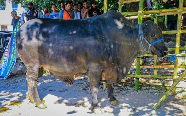 “Joni” Sapi Kurban dari Presiden Jokowi bagi Masjid Tertua di Pulau Timor