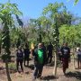 Ubah Lahan Kering Jadi Produktif, LP2M Undana Bantu Petani di Kupang Barat