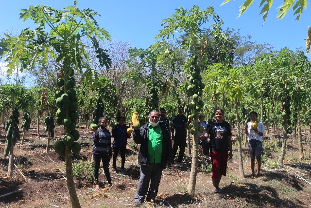 Ubah Lahan Kering Jadi Produktif, LP2M Undana Bantu Petani di Kupang Barat