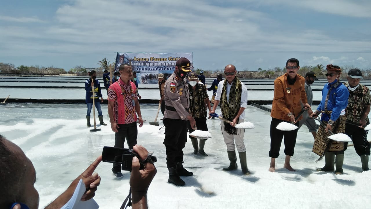 Panen Garam dan Rumput Laut di Raijua, Gubernur VBL Cari Pasar bagi Petani