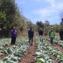 Menuju Desa Sentra Hortikultura, Petani Milenial Kupang Barat Kontinu Dibina Tim PKM Faperta Undana