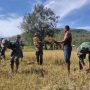 Panen Padi Warga, Cara Kompi Kavaleri KKA Lelowai Dukung Ketahanan Pangan