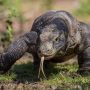 Tarif Masuk Taman Nasional Komodo 3,7 Juta Berlaku 1 Januari 2023