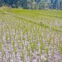 Petani Sawah Tadah Hujan di Manggarai Timur Kekurangan Air