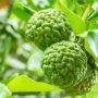 Ragam Manfaat Menanam Bergamot