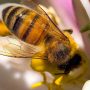 Cara Lebah Madu Produksi Madu Alami