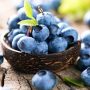 Nutrisi Tinggi Blueberry & Manfaat Bagi Kesehatan