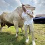 Raffi Ahmad Berkurban, Siapkan Lima Sapi Premium