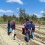 Dari Lahan Kering ke Ekonomi Hijau Berkelanjutan, CIRMA Olah Timor Barat