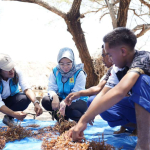 PLN UIP Nusra-Politeknik KP Kupang Latih Petani Rumput Laut Lifuleo Seleksi Varietas Unggul