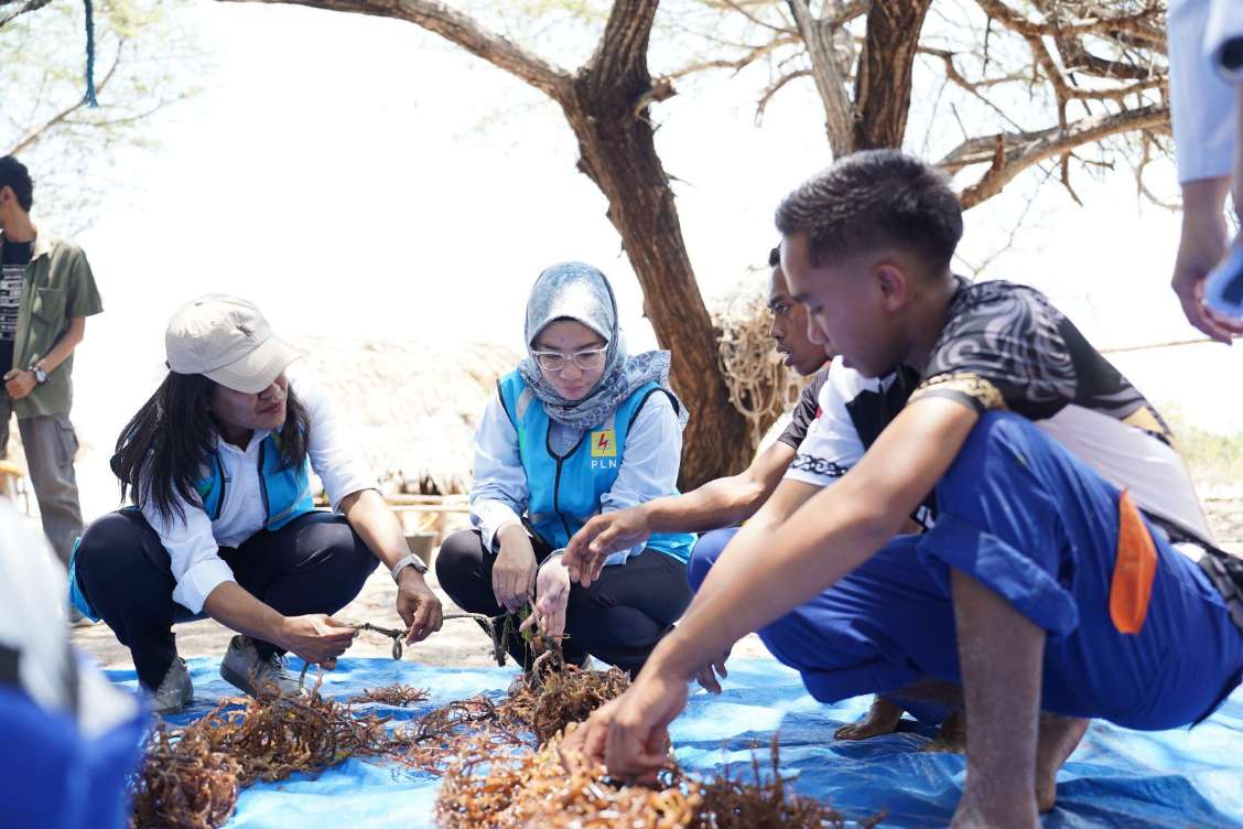 PLN UIP Nusra-Politeknik KP Kupang Latih Petani Rumput Laut Lifuleo Seleksi Varietas Unggul