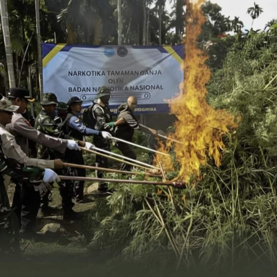 Badan Narkotika Nasional Bakar 69 Ton Ganja di Aceh Utara
