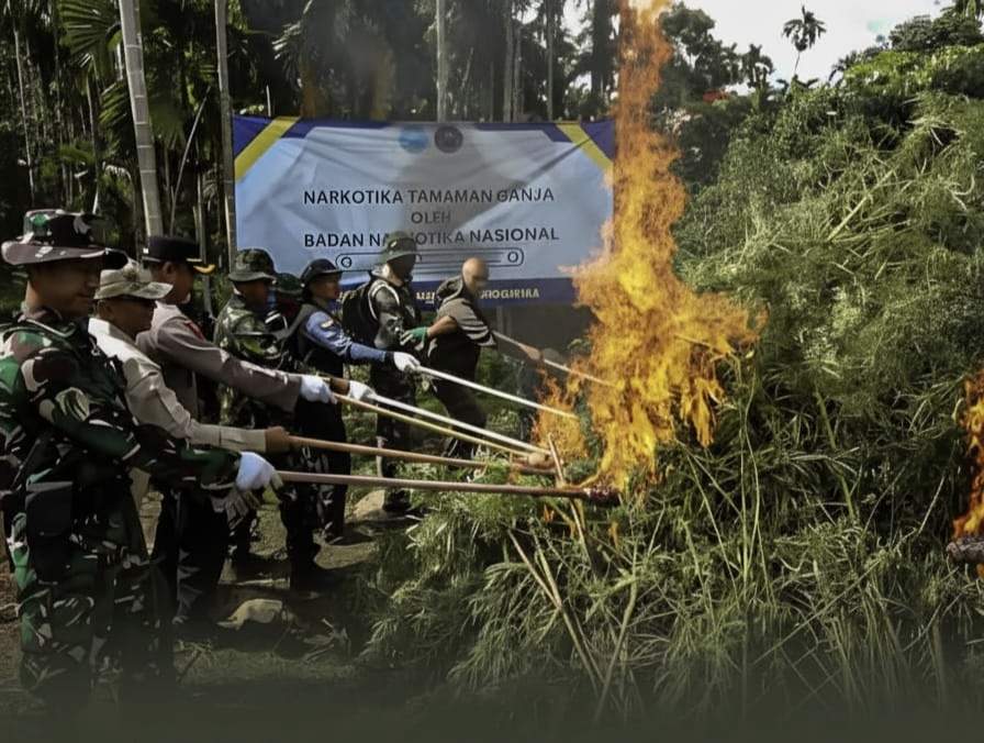 Badan Narkotika Nasional Bakar 69 Ton Ganja di Aceh Utara