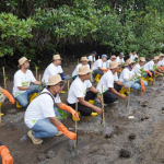 Cegah Abrasi Pantai, PLN Grup NTB Tanam 5000 Mangrove di Lombok Timur