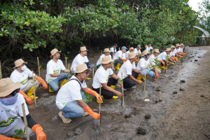 Cegah Abrasi Pantai, PLN Grup NTB Tanam 5000 Mangrove di Lombok Timur
