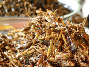 China Budidaya, Serangga Berpotensi Jadi Sumber Protein Masa Depan Indonesia