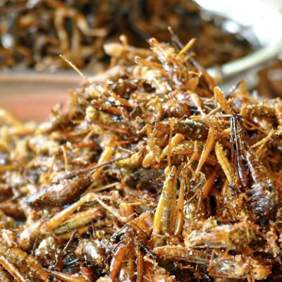 China Budidaya, Serangga Berpotensi Jadi Sumber Protein Masa Depan Indonesia