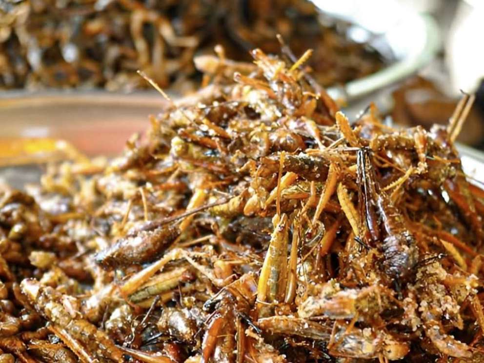 China Budidaya, Serangga Berpotensi Jadi Sumber Protein Masa Depan Indonesia