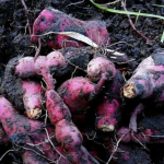 Satu Ubi Jalar Sedia 400 Persen Kebutuhan Vitamin Bagi Mata dan Kulit