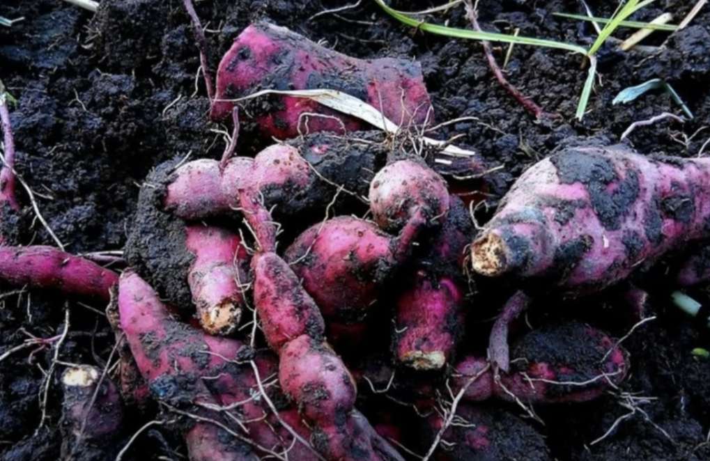 Satu Ubi Jalar Sedia 400 Persen Kebutuhan Vitamin Bagi Mata dan Kulit