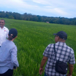 Musim Hujan NTP NTT Turun, Dinas Pertanian Inisiasi Demo Tani