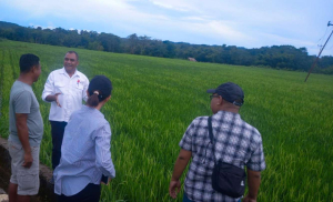 Musim Hujan NTP NTT Turun, Dinas Pertanian Inisiasi Demo Tani