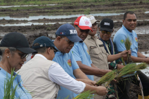 Produksi Padi NTT Meningkat, Dari Kupang Menuju Swasembada Pangan