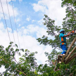 Cegah Gangguan Listrik, PLN NTT Ajak Masyarakat Pangkas Pohon
