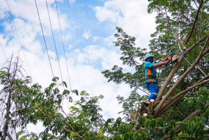 Cegah Gangguan Listrik, PLN NTT Ajak Masyarakat Pangkas Pohon