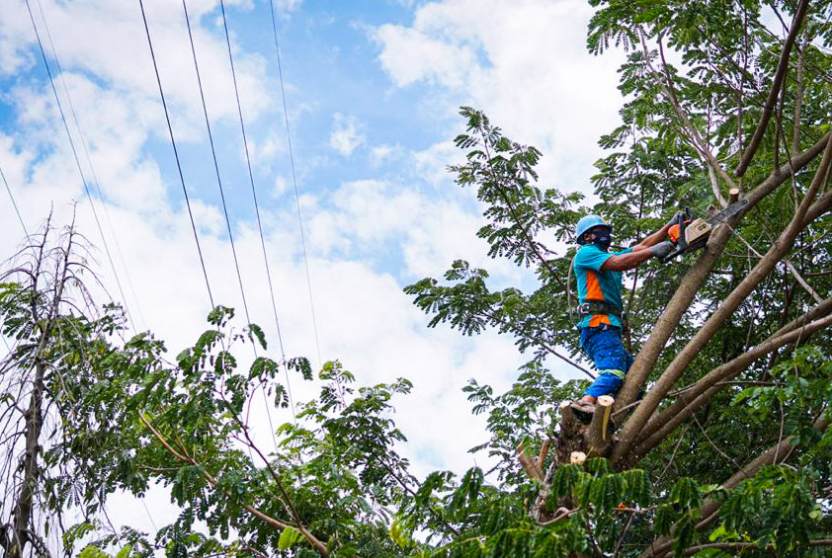 Cegah Gangguan Listrik, PLN NTT Ajak Masyarakat Pangkas Pohon