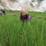 Geotermal Jadi Harapan, PLN Perkuat Transisi Energi Bersih di Pulau Flores