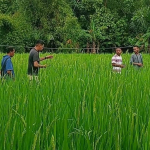 Mama Sudah Tiada, Tapi Ladangnya Tak Boleh Mati