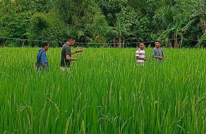 Mama Sudah Tiada, Tapi Ladangnya Tak Boleh Mati
