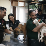 Tutup Permanen Dua Usaha RW Anjing di Kupang, 10 Anjing Diselamatkan